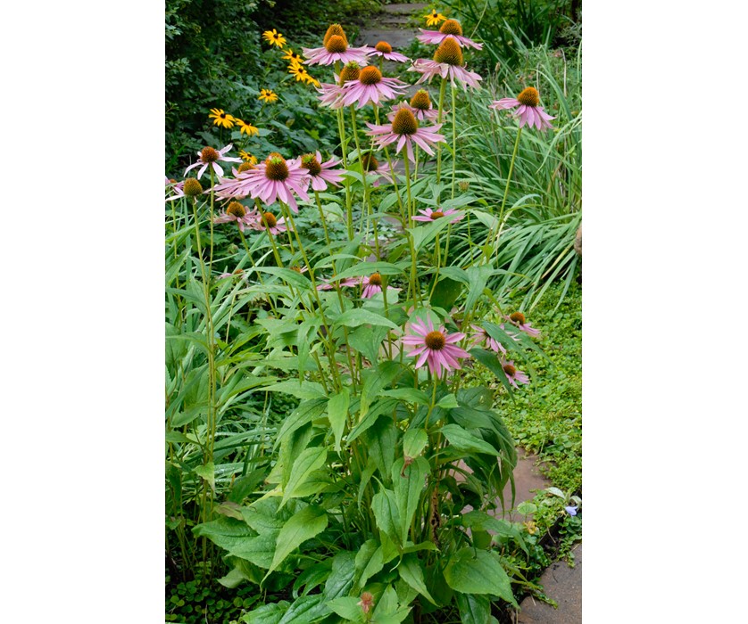 Eastern Purple Coneflower